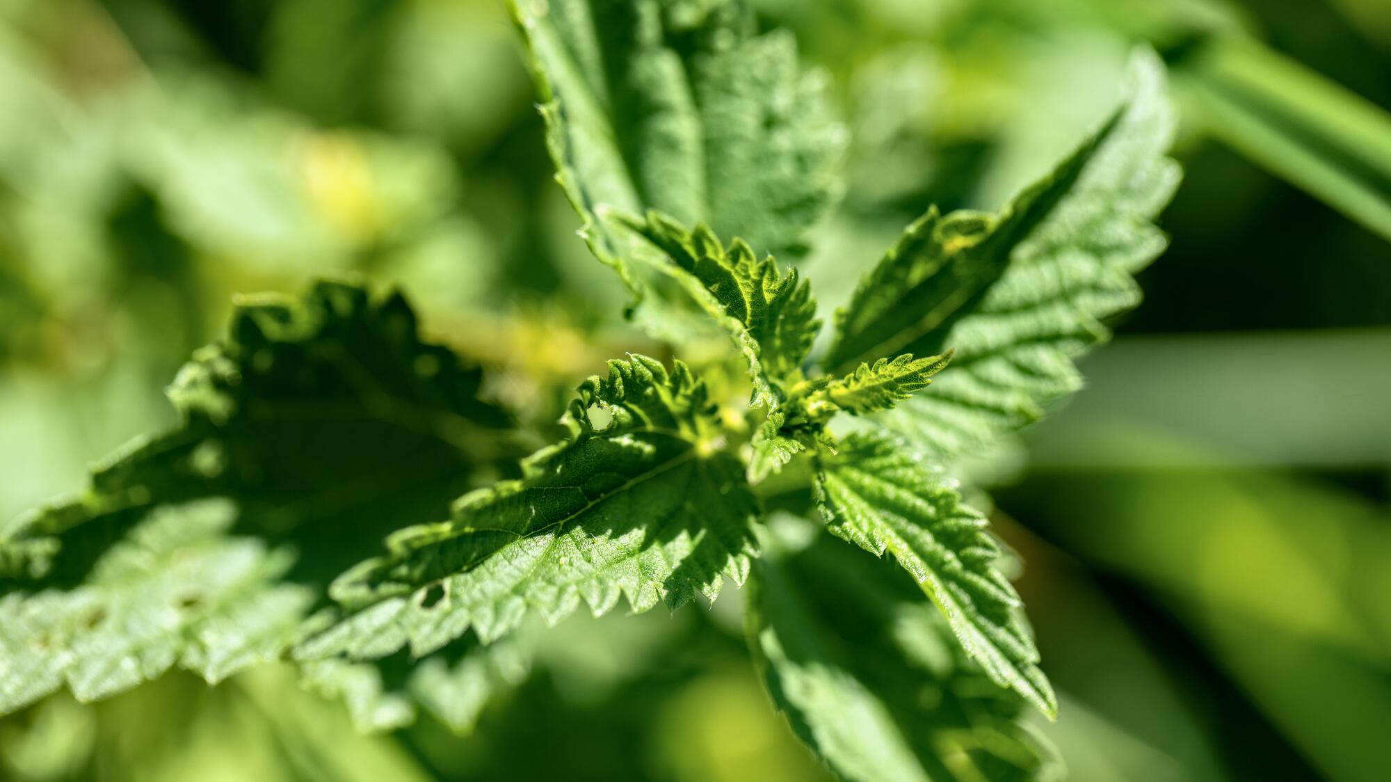 kl_nettle_active-ingredient_field_plant_2019 -2-